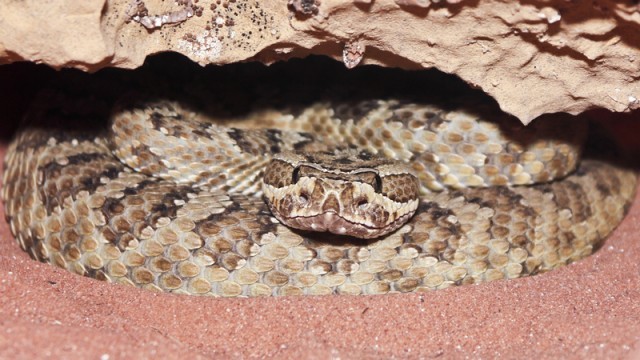 Massasauga rattlesnake