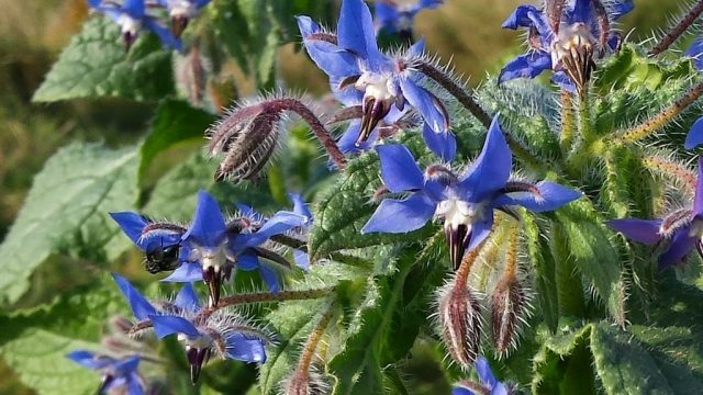 borage-flowers-herbal-medicine