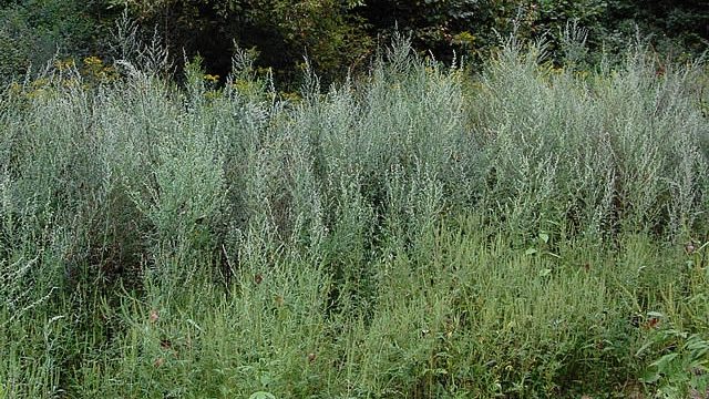 common-mugwort_0825_134458