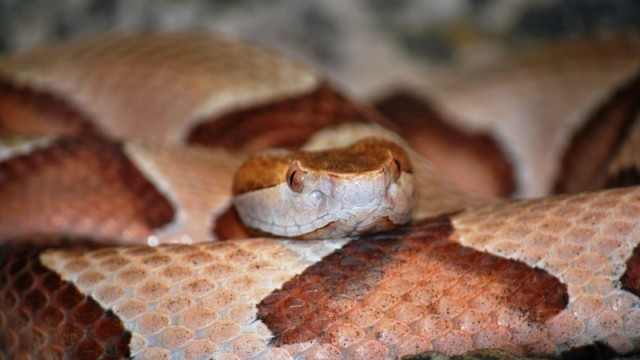 copperhead snake