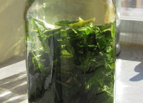 dandelion-leaf-infusion-500x360