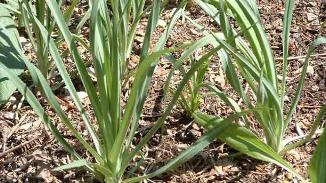 salsify-plant