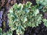 lichens-1e