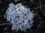 lichens-1f