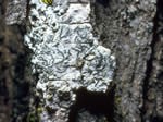 lichens-1g