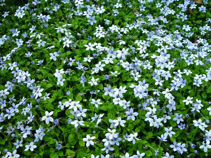 700_isotoma-fluviatilis-blue-star-creeper