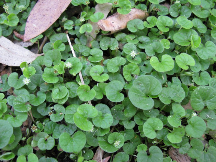 Dichondra_repens_leaf3_(8428936182)