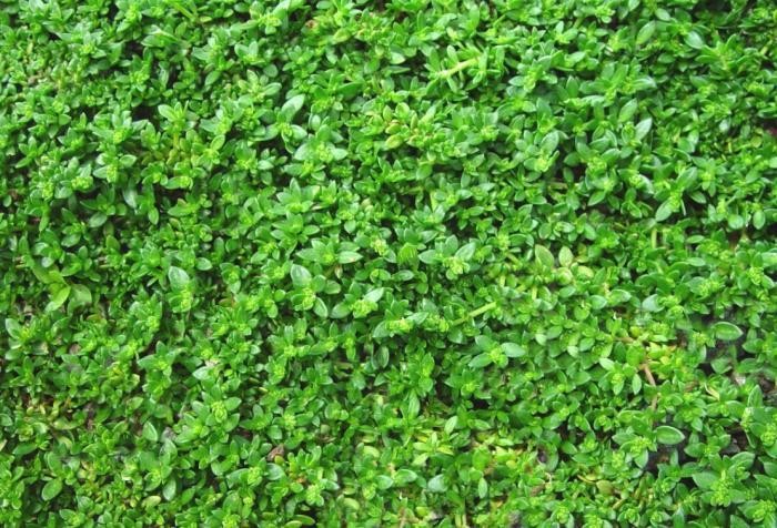 Green_Carpet_Rupturewort_Lawn_Alternative_Gardenista