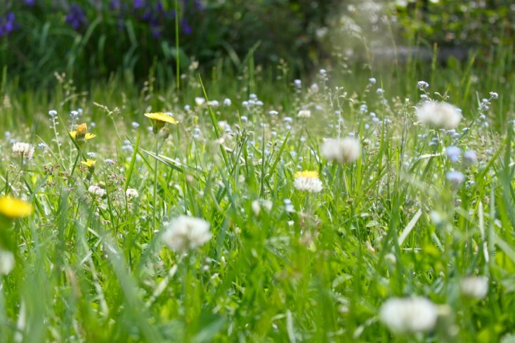 clovers-justine-hand-gardenista