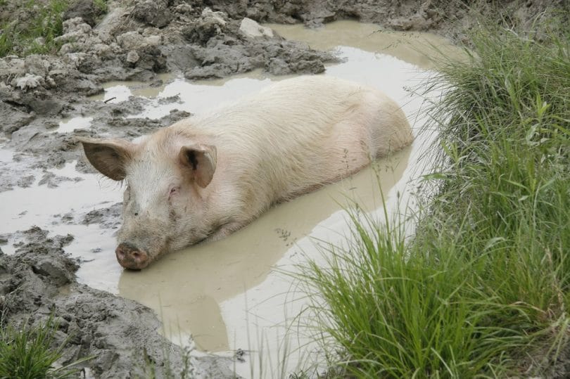 Pig mud wallow