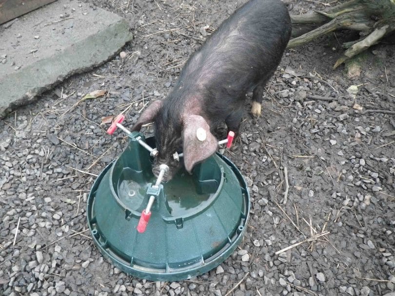 Water for pigs